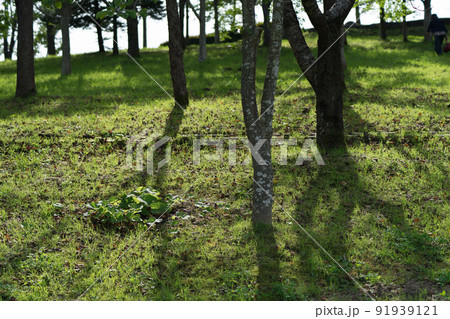 木の写真 91939121