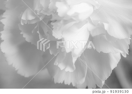 花 ： 白いカーネーション 献花のイメージ 91939130