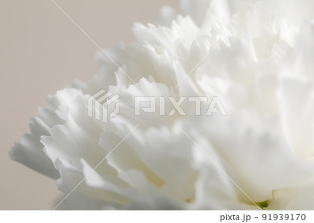 花 ：白いカーネーションのクローズアップ 91939170