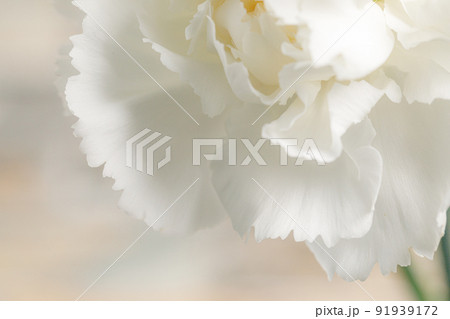 花 ：白いカーネーションのクローズアップ 91939172