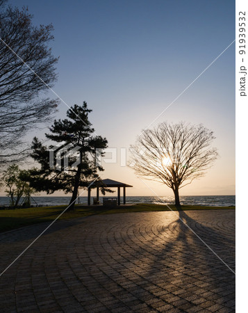 夕暮れの公園、強力な逆光に照らされた一本の木	 91939532