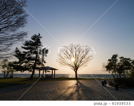 夕暮れの公園、強力な逆光に照らされた一本の木	 91939533