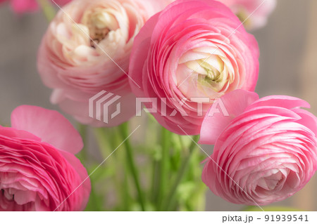花 ： ラナンキュラスの3Dイメージ 91939541