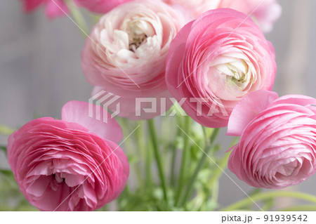 花 : ラナンキュラスの3Dイメージ 花 : ラナンキュラスの3Dイメージ 91939542