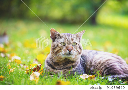 Cat lying down on the fallen leaves in autumn, enjoying fine weather 91939640