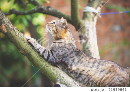 Cute cat sitting in a branch of the apple tree in the orchard 91939641