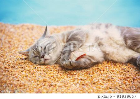 Cat lying on the beach and holding the shell Cat lying on the beach and holding the shell 91939657