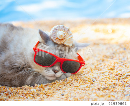 Cat wearing sunglasses with the shell on a head lying on the beach Cat wearing sunglasses with the shell on a head lying on the beach 91939661