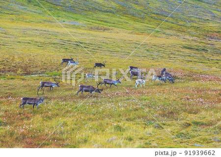 Deer grazing on a meadow in Lapland. Norway wildlife Deer grazing on a meadow in Lapland. Norway wildlife 91939662