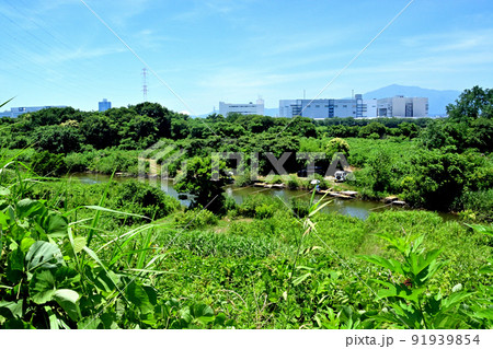 相模川の河川敷に作られたヘラ釣り池 相模川の河川敷に作られたヘラ釣り池 91939854