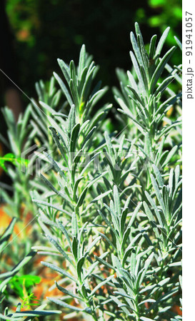 ラベンダーの葉のある風景 ラベンダーの葉のある風景 91941057