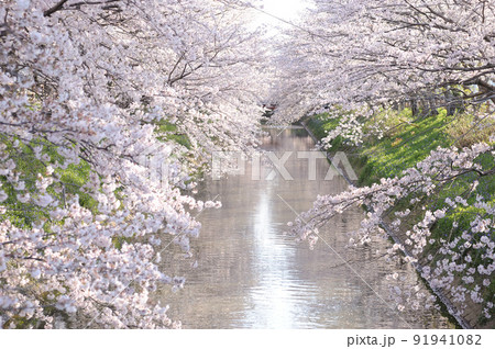 近所で見た桜 近所で見た桜 91941082