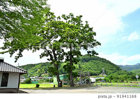 埼玉県秩父市下吉田 椋(むく)神社 夫婦和合の御神木 埼玉県秩父市下吉田 椋(むく)神社 夫婦和合の御神木 91941168