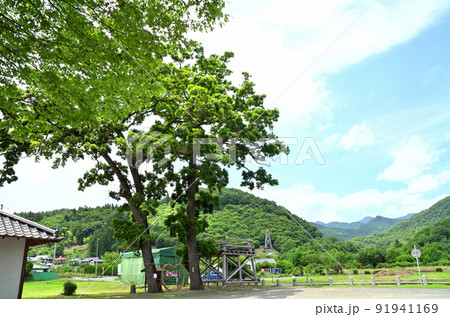 埼玉県秩父市下吉田　椋(むく)神社　夫婦和合の御神木 91941169