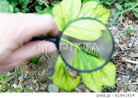大きな芋虫を虫眼鏡で拡大 大きな芋虫を虫眼鏡で拡大 91941454