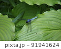 シオカラトンボの近影 91941624