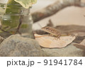 ペットのカナヘビ 91941784