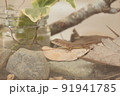 ペットのカナヘビ 91941785