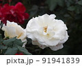 白いバラのアップ 91941839