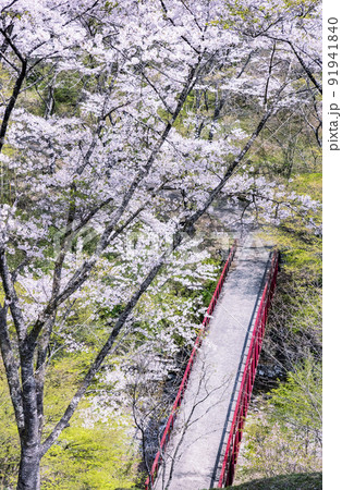 桜咲く春の景色　檜原村　東京都　4月 91941840