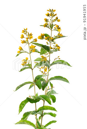 Loosestrife bush with flowers, isolated on white background. Lysimachia vulgaris. Herbal medicine. Clipping path. 91941955