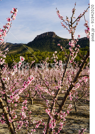 Peach blossom in Cieza La Torre in the Murcia region in Spain 91942020