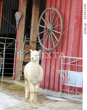 Cute and curious alpaca animal in the farm 91942269