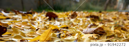 Beautiful and colorful background from autumn leaves 91942272