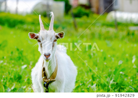 Horned goat portrait livestock 91942829