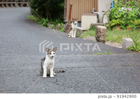 野良猫家族 91942900