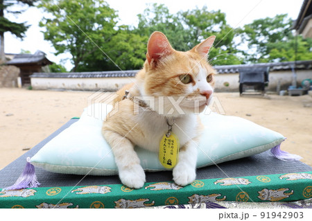 猫城主　さんじゅーろー 91942903