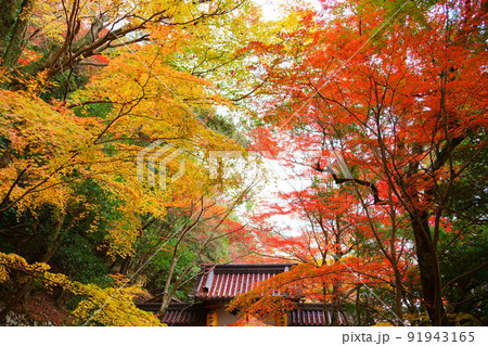 永源寺の総門と紅葉（滋賀県東近江市） 91943165