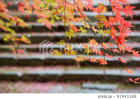 永源寺の紅葉（滋賀県東近江市） 91943168