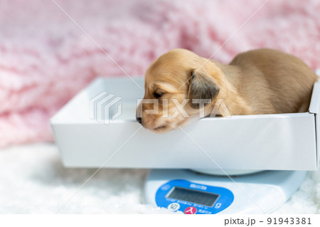 仔犬 カニンヘンダックスフンド 仔犬 カニンヘンダックスフンド 91943381