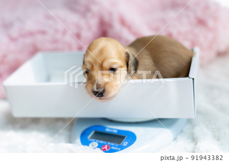 仔犬　カニンヘンダックスフンド 91943382