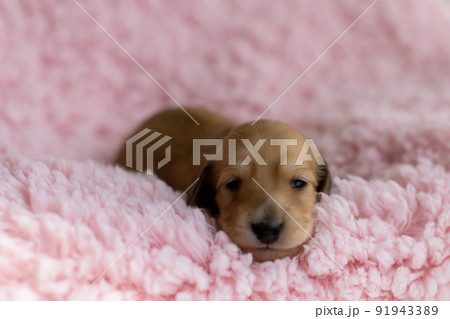 仔犬　カニンヘンダックスフンド 91943389