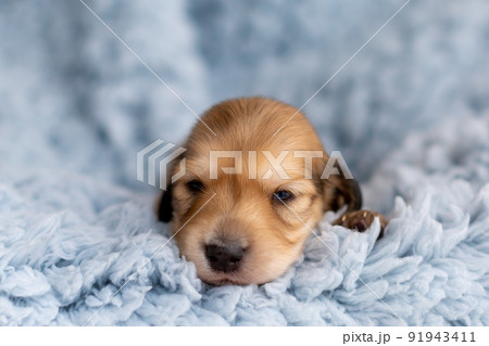 仔犬　カニンヘンダックスフンド 91943411