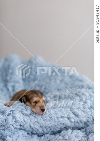 仔犬　カニンヘンダックスフンド 91943417