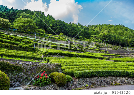 《岐阜県》加茂郡 白川町 茶畑 《岐阜県》加茂郡 白川町 茶畑 91943526