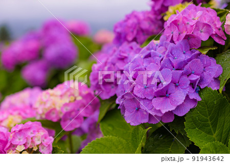 雨に濡れた紫陽花 91943642