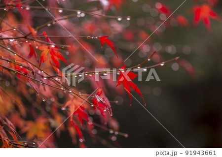 真っ赤 紅葉 色づき 見頃 紅葉 雨でしっとり 91943661