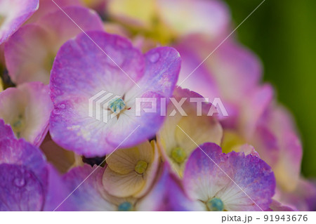 雨に濡れた紫陽花 91943676