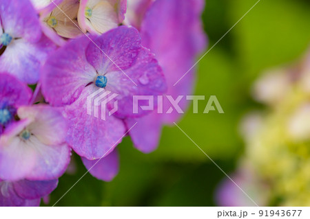 雨に濡れた紫陽花 91943677