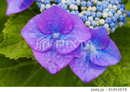 雨に濡れた紫陽花 91943679