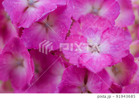 雨に濡れた紫陽花 91943685