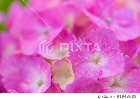 雨に濡れた紫陽花 雨に濡れた紫陽花 91943689