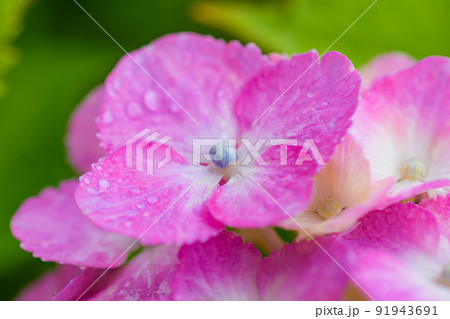雨に濡れた紫陽花 91943691