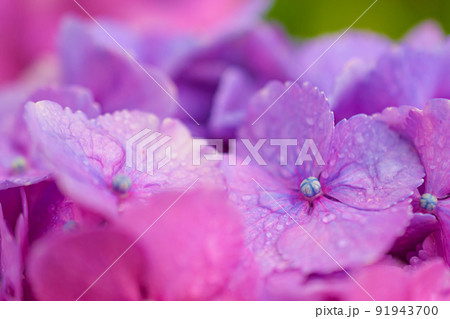 雨に濡れた紫陽花 雨に濡れた紫陽花 91943700