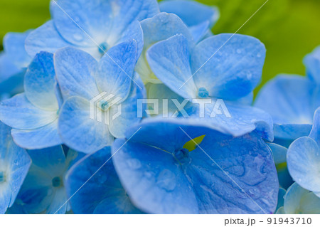 雨に濡れた紫陽花 91943710