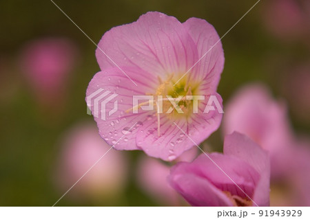 月見草 91943929